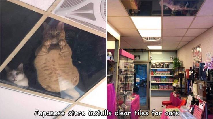 Bodega cat - Japanese store installs clear tiles for cats