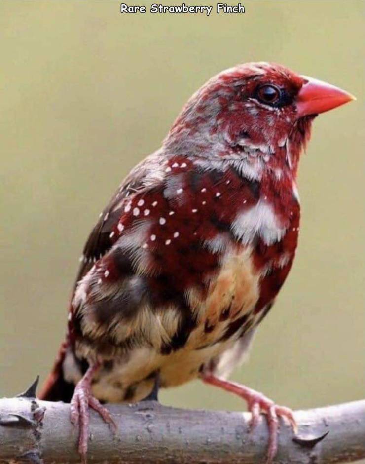 unique birds - Rare Strawberry Finch