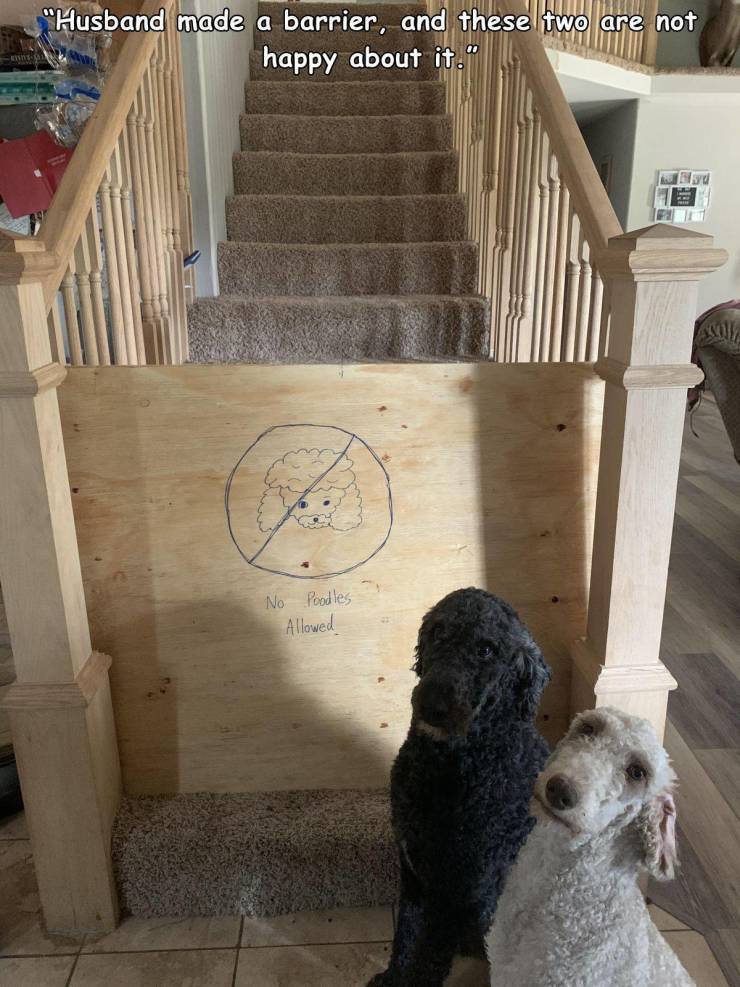 dog - "Husband made a barrier, and these two are not happy about it." No Poodles Allowed