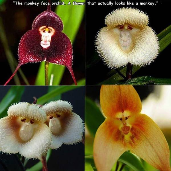 monkey face orchid - "The monkey face orchid. A flower that actually looks a monkey."