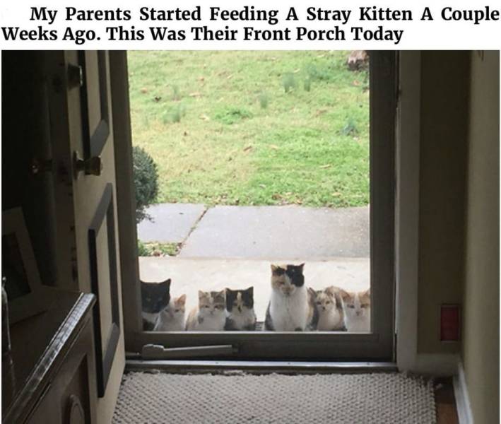 not my cat meme - My Parents Started Feeding A Stray Kitten A Couple Weeks Ago. This Was Their Front Porch Today
