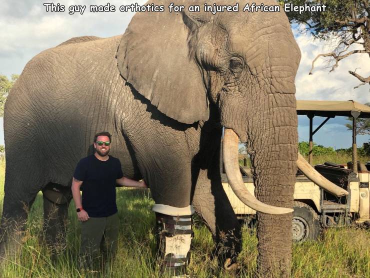 This guy made orthotics for an injured African Elephant