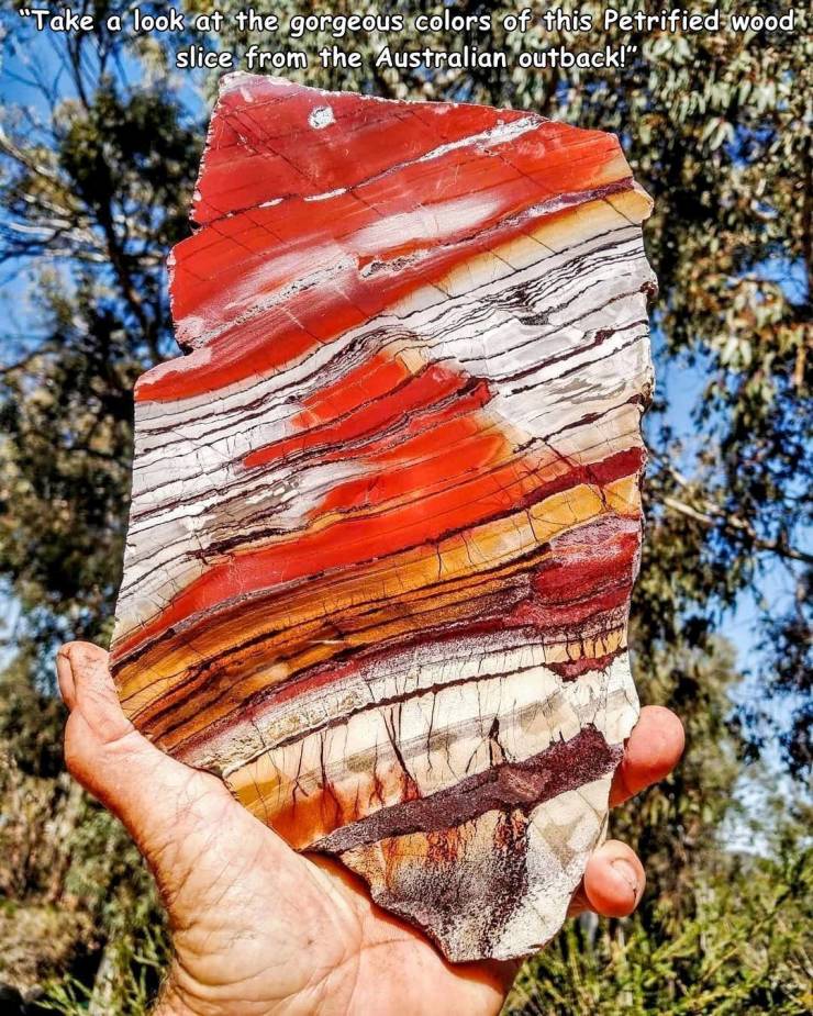 orange - "Take a look at the gorgeous colors of this Petrified woodi slice from the Australian outback!"