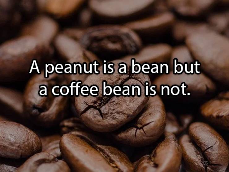 robusta coffee beans - A peanut is a bean but a coffee bean is not.