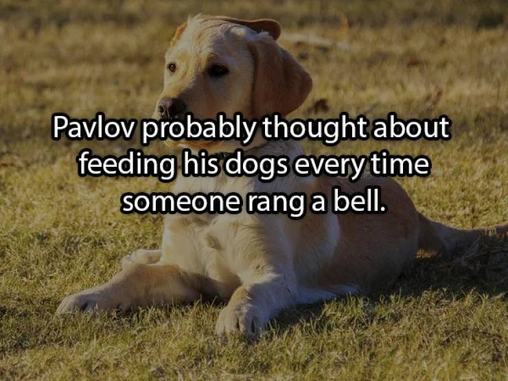 Dog - Pavlov probably thought about feeding his dogs every time someone rang a bell.