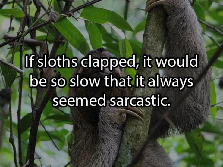 funny sloths - If sloths clapped, it would be so slow that it always seemed sarcastic.