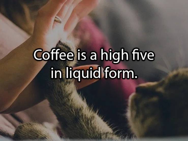 dog emotional quotes - Coffee is a high five in liquid form.