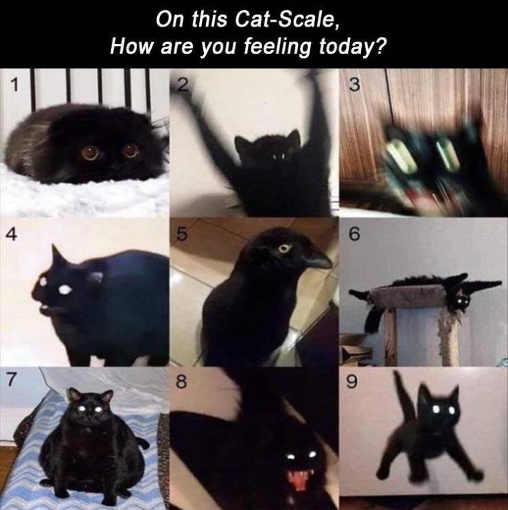cat scale - On this CatScale, How are you feeling today? 1 2 3 4 5 6 7 8 9