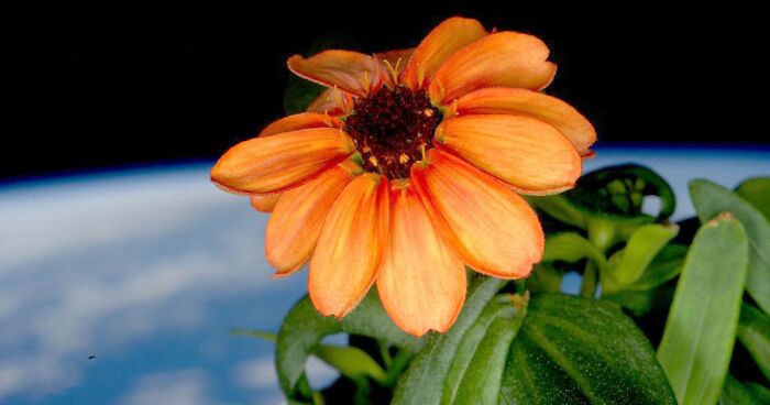 This Is The First Flower Ever Grown Entirely In Space