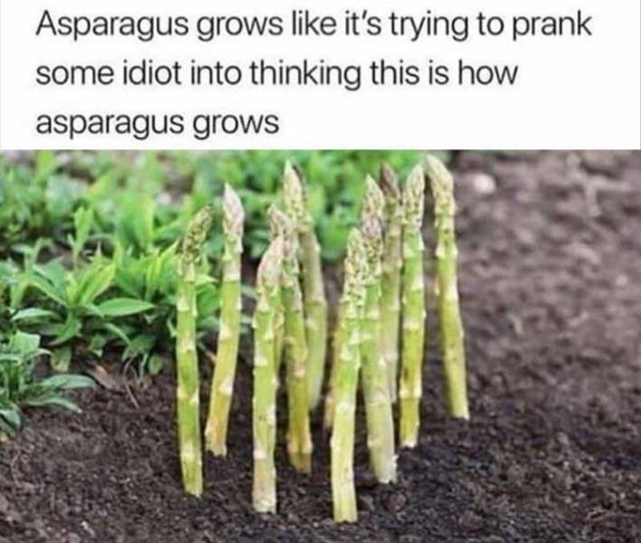 asparagus growing - Asparagus grows it's trying to prank some idiot into thinking this is how asparagus grows