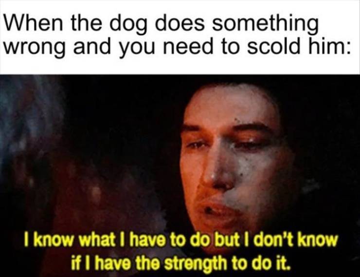 Internet meme - When the dog does something wrong and you need to scold him I know what I have to do but I don't know if I have the strength to do it.