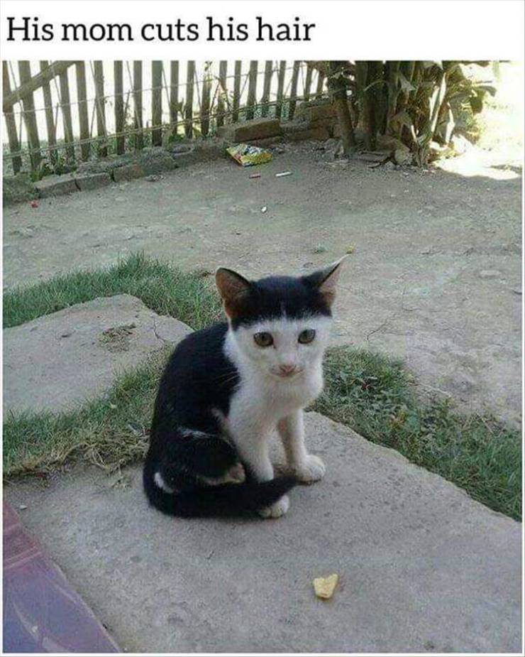 cat with beatles haircut - His mom cuts his hair