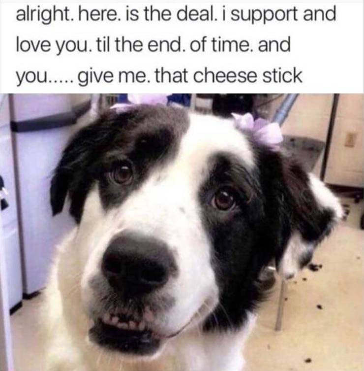 Dog - alright. here. is the deal. i support and love you. til the end. of time, and you..... give me that cheese stick