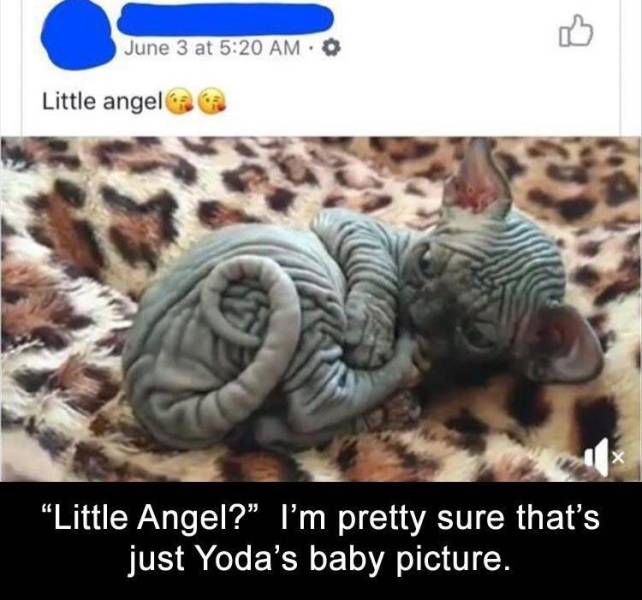 fauna - June 3 at 0 Little angel Little Angel?" I'm pretty sure that's just Yoda's baby picture.