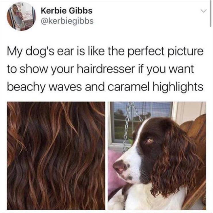 my dog's ear is the perfect - Kerbie Gibbs My dog's ear is the perfect picture to show your hairdresser if you want beachy Waves and caramel highlights