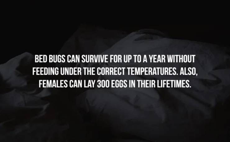 darkness - Bed Bugs Can Survive For Up To A Year Without Feeding Under The Correct Temperatures. Also, Females Can Lay 300 Eggs In Their Lifetimes.