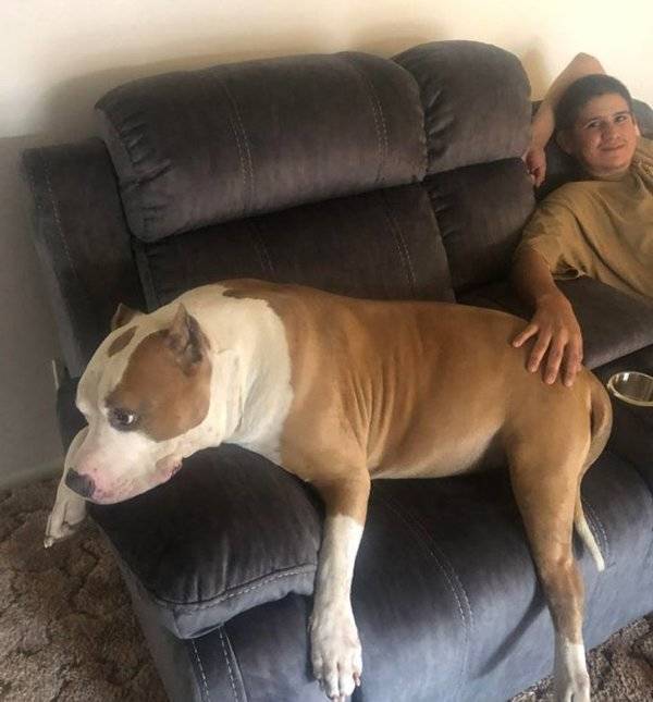 Oversized Pets That Are Total Units