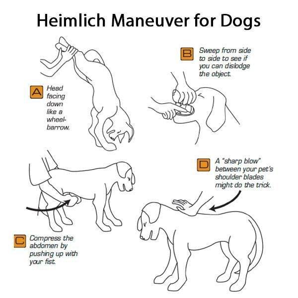 heimlich maneuver for dogs - Heimlich Maneuver for Dogs Sweep from side to side to see if you can dislodge the object A Head facing down a wheel barrow, A "sharp blow between your pet's shoulder blades might do the trick Compress the abdomen by pushing up