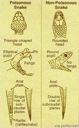 fauna - Poisonous Snake NonPoisonous Snake Triangleshaped head Rounded head Pit Elliptical pupil Round pupil Fangs No fangs Anal plate Anal plates fu Single row of sub caudal plates Double row of subcaudal plates Rattle rattlesnake via pinterest