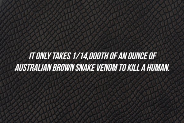 pattern - It Only Takes 114,000TH Of An Ounce Of Australian Brown Snake Venom To Kill A Human.