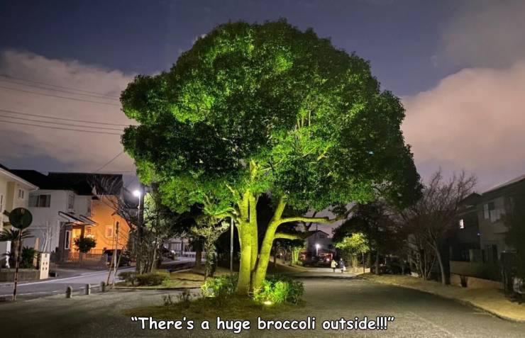 tree - "There's a huge broccoli outside!!!"
