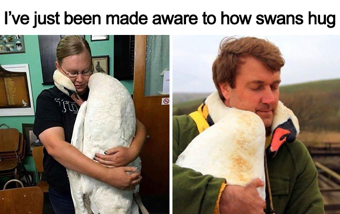 56 Wholsome Memes To Add Some Feels To Your Day