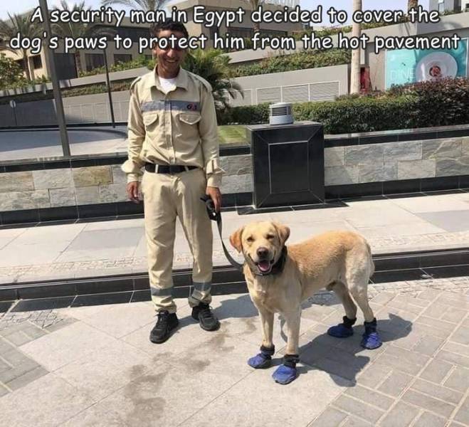 random photos and cool pics - dog - A security man in Egypt decided to cover the dog's paws to protect him from the hot pavement Di