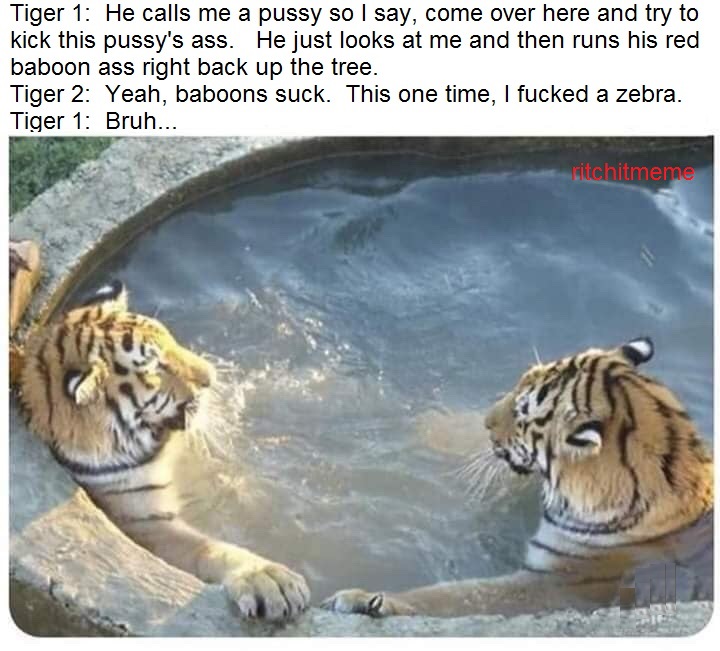 Tigers hanging out in a hot tub