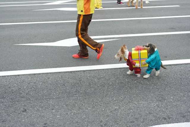 dog dressed as two dogs carrying a present