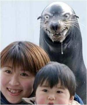 rabid seal