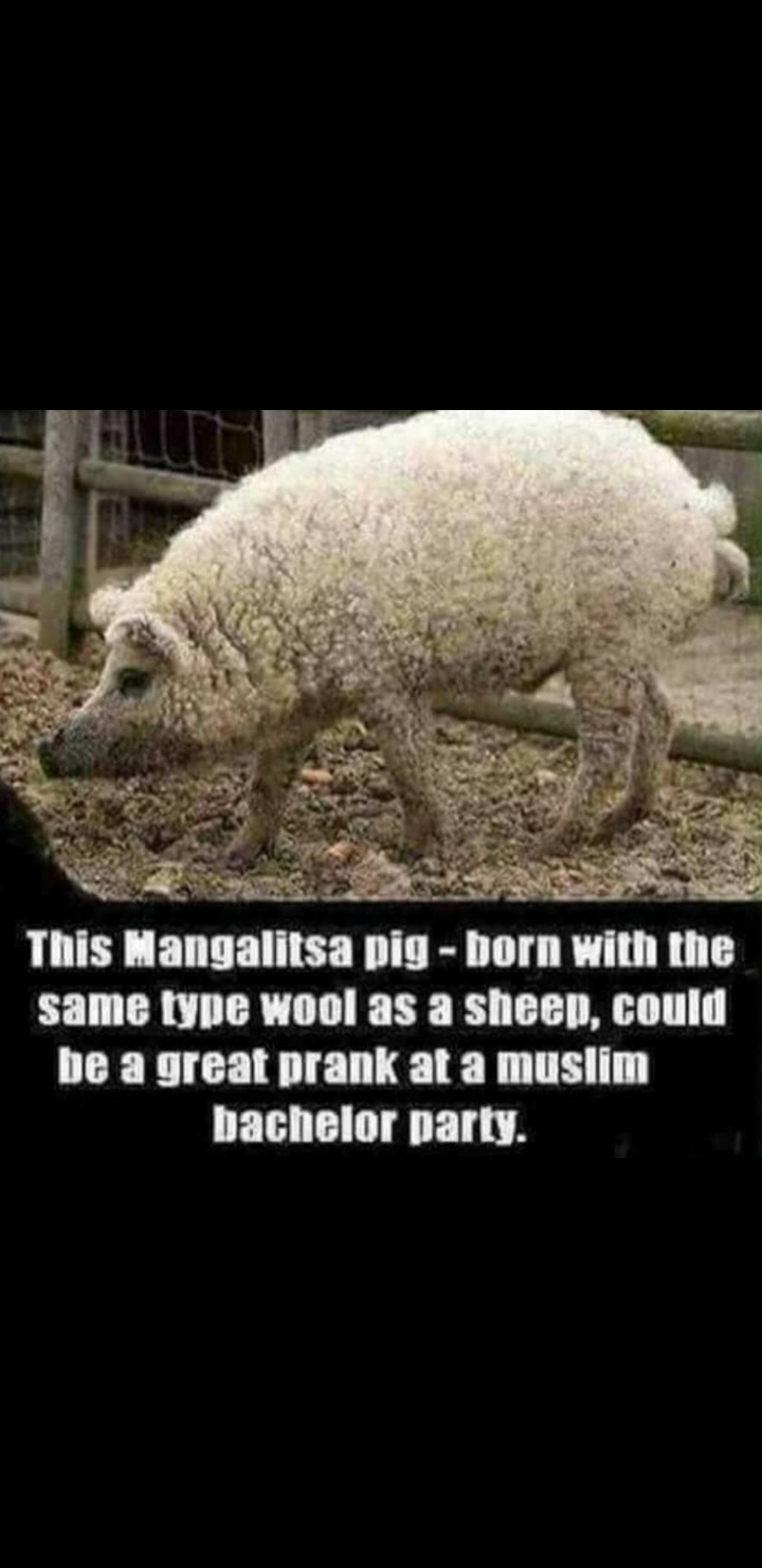 pegasus bridge - This Mangalitsa pig born with the same type wool as a sheep, could be a great prank at a muslim bachelor party.