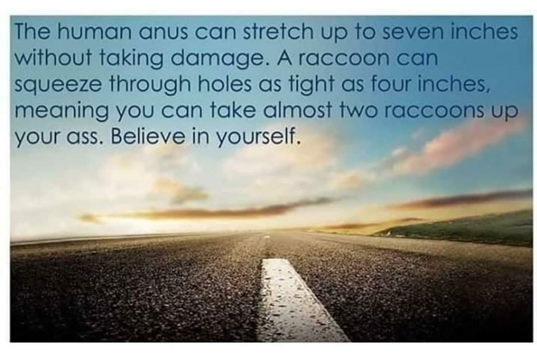 sky - The human anus can stretch up to seven inches without taking damage. A raccoon can squeeze through holes as tight as four inches, meaning you can take almost two raccoons up your ass. Believe in yourself.