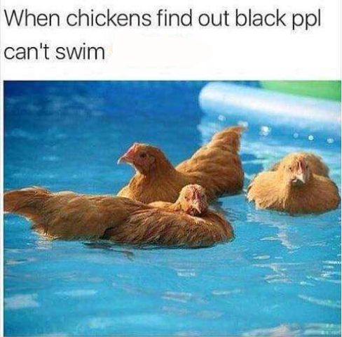 chickens find out black people can t swim - When chickens find out black ppl can't swim