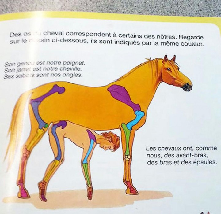 horse leg vs human