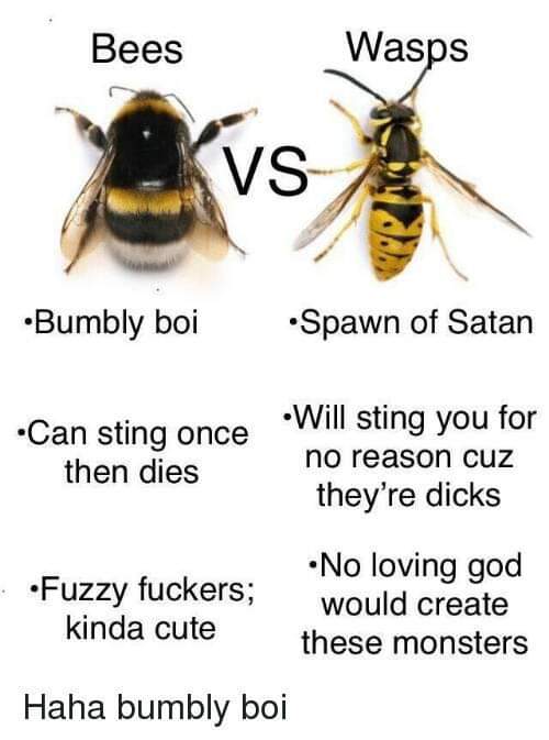 wasps vs bees - Bees Wasps vs Bumbly boi Spawn of Satan Can sting once then dies Will sting you for no reason cuz they're dicks ..Fuzzy fuckers; kinda cute No loving god would create these monsters Haha bumbly boi