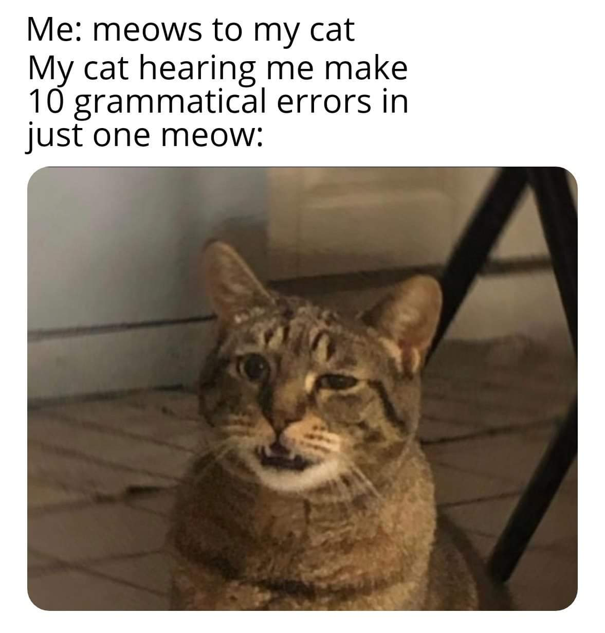 Internet meme - Me meows to my cat My cat hearing me make 10 grammatical errors in just one meow
