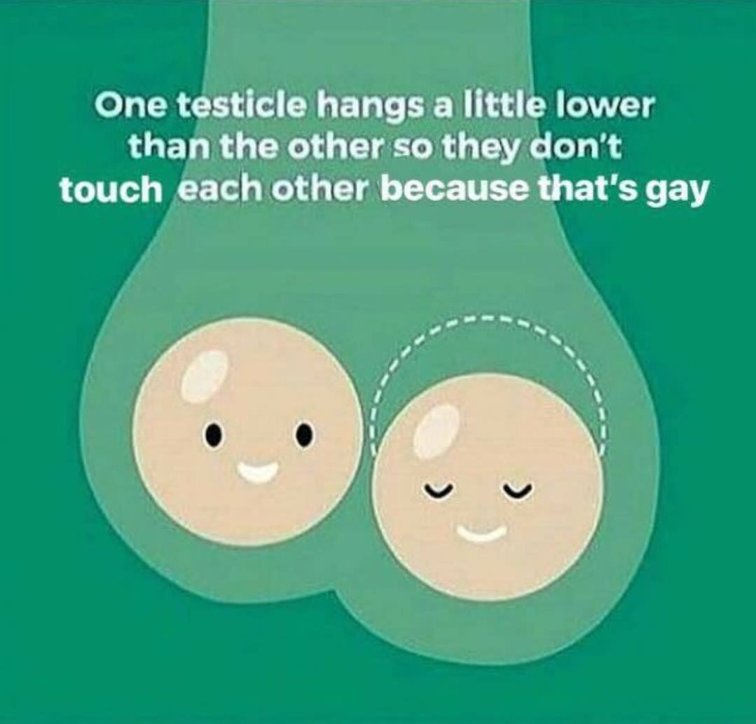 testical memes - One testicle hangs a little lower than the other so they don't touch each other because that's gay