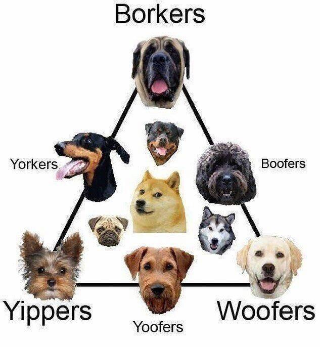 brokers yippers woofers - Borkers Yorkers Boofers Yippers Woofers Yoofers
