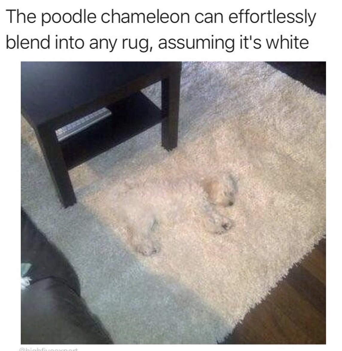 dog blends - The poodle chameleon can effortlessly blend into any rug, assuming it's white hicho