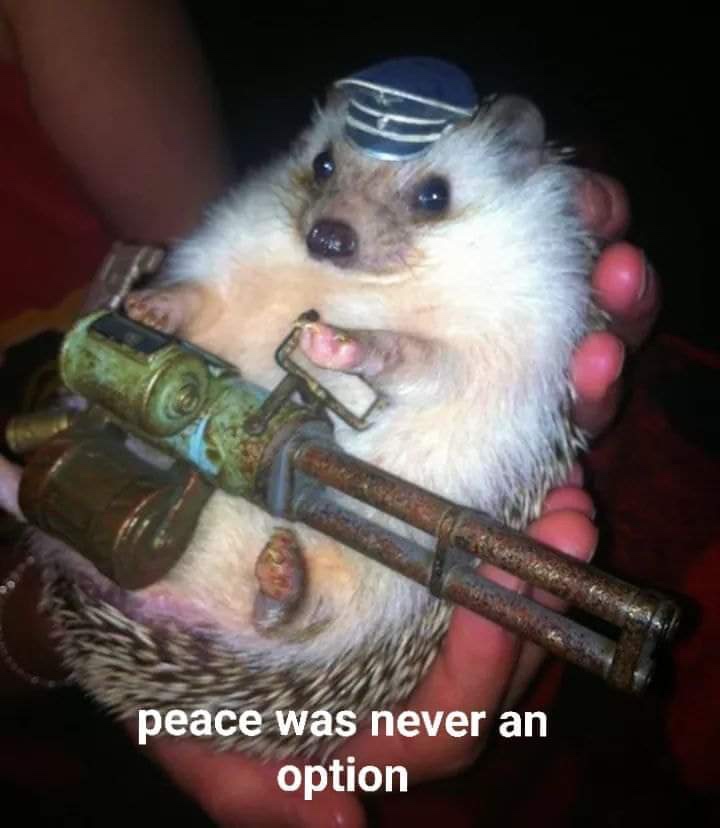 war hedgehog - peace was never an option
