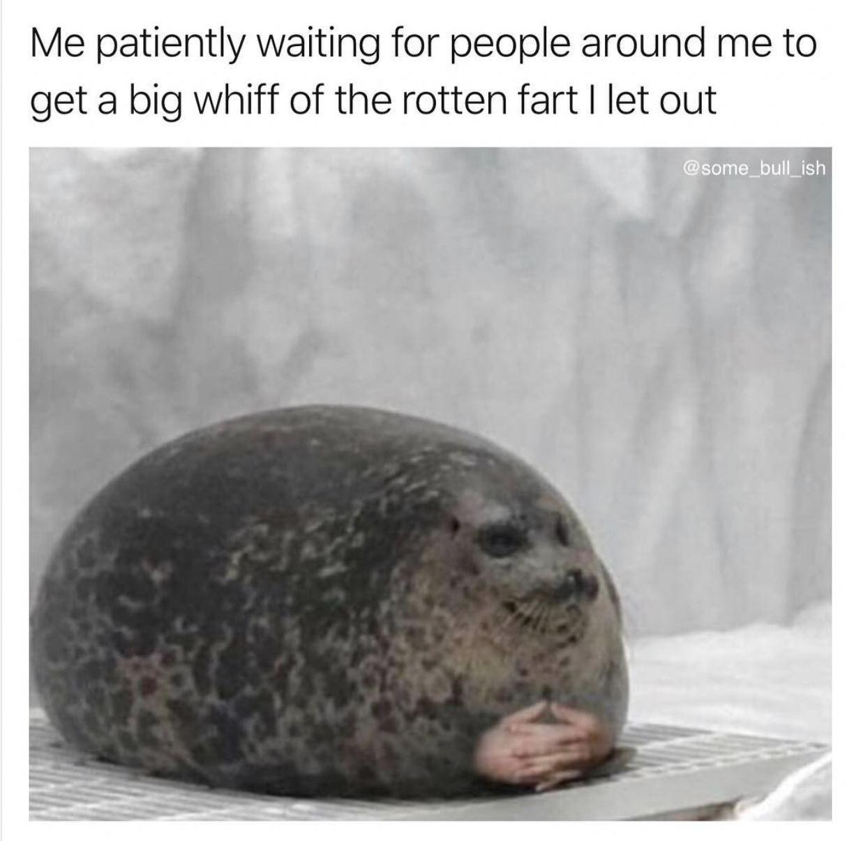 seal waiting meme - Me patiently waiting for people around me to get a big whiff of the rotten fart I let out some bullish
