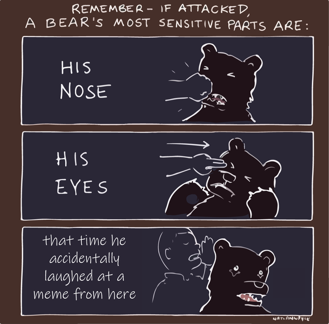 meme dank bear - Remember If Attacked A Bear'S Most Sensitive Parts Are His Nose His Eyes that time he accidentally laughed at a meme from here Namanity