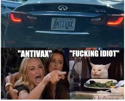 woman yelling at cat meme - Q70L Antivax "Antivax" "Fucking Idiot"