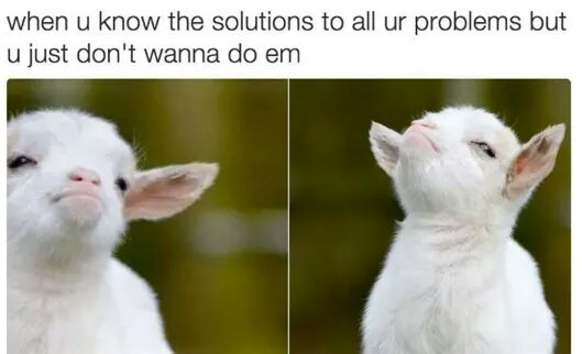 goat no meme - when u know the solutions to all ur problems but u just don't wanna do em