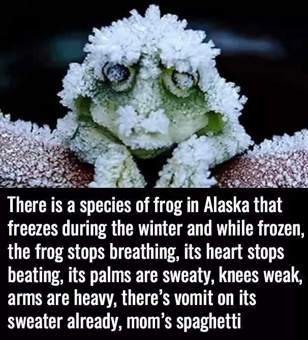 alaskan tree frog - There is a species of frog in Alaska that freezes during the winter and while frozen, the frog stops breathing, its heart stops beating, its palms are sweaty, knees weak, arms are heavy, there's vomit on its sweater already, mom's spag