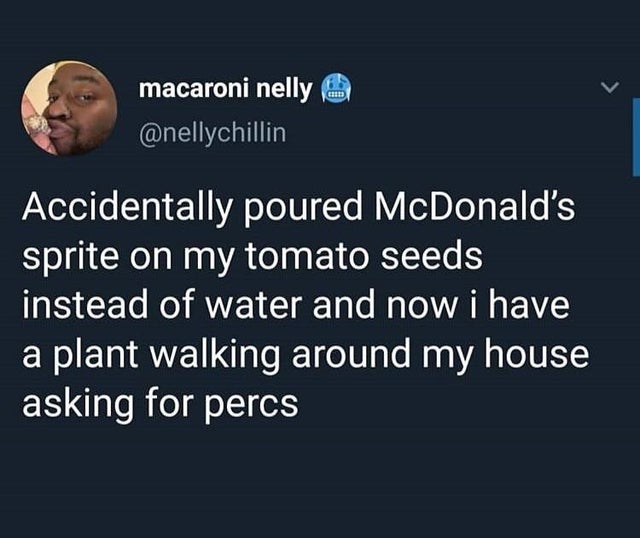 presentation - macaroni nelly Accidentally poured McDonald's sprite on my tomato seeds instead of water and now i have a plant walking around my house asking for percs