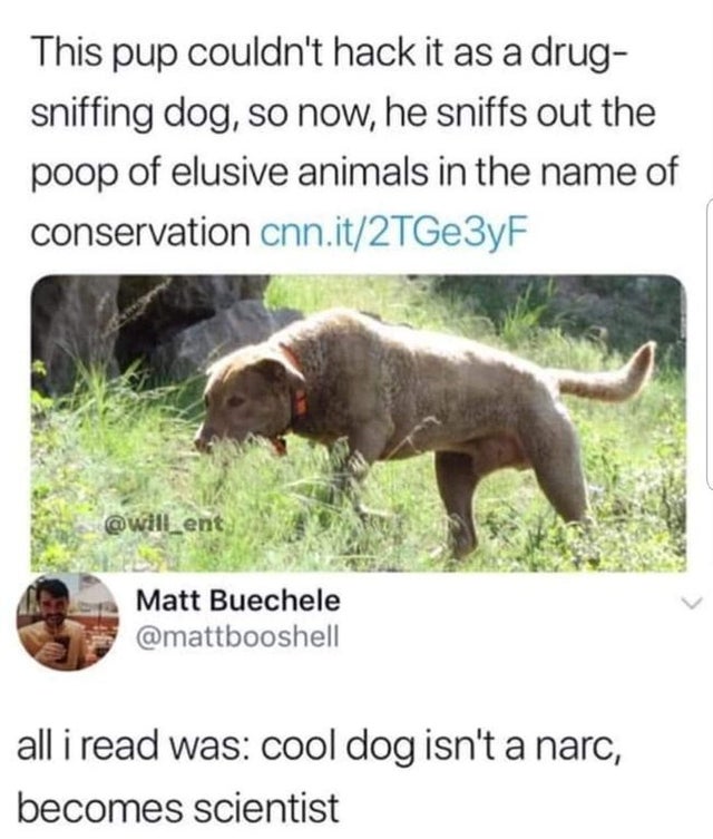 cool dog isn t narc - This pup couldn't hack it as a drug sniffing dog, so now, he sniffs out the poop of elusive animals in the name of conservation cnn.it2TGe3yF Matt Buechele all i read was cool dog isn't a narc, becomes scientist