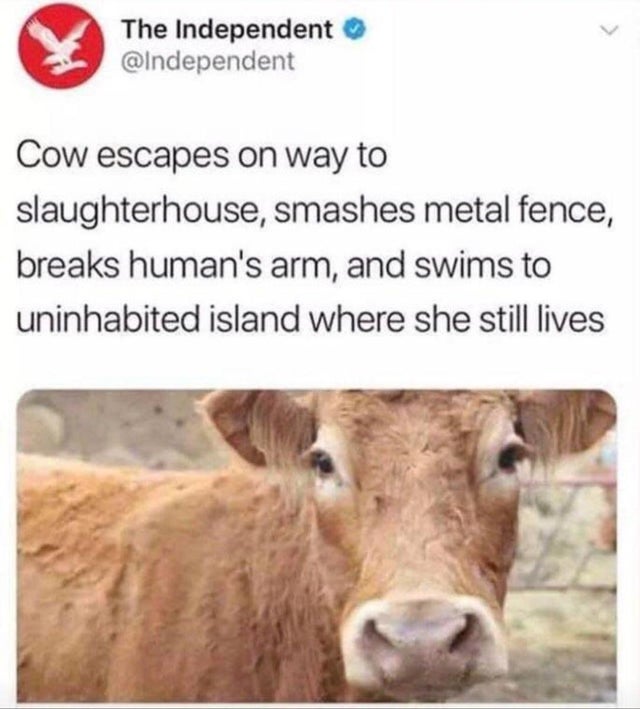 cow escapes slaughterhouse swims to island - The Independent Cow escapes on way to slaughterhouse, smashes metal fence, breaks human's arm, and swims to uninhabited island where she still lives