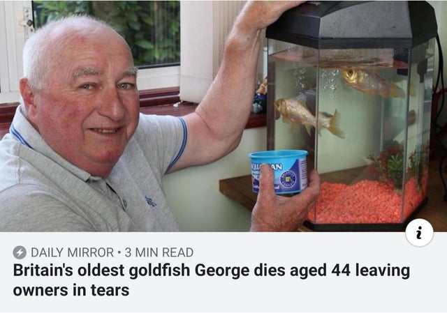 oldest goldfish - Daily Mirror 3 Min Read Britain's oldest goldfish George dies aged 44 leaving owners in tears