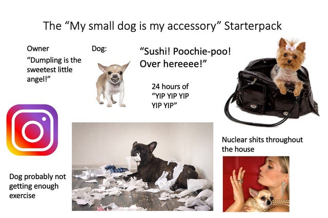 photo caption - The "My small dog is my accessory Starterpack Dog Owner "Dumpling is the sweetest little angel!" "Sushi! Poochiepoo! Over hereeee!" 24 hours of "Yip Yip Yip Yip Yip" Nuclear shits throughout the house Dog probably not getting enough exerci